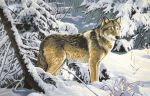 Волк в лесу (108х70) д/б